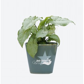 Syngonium podophyllum “Imperial White”