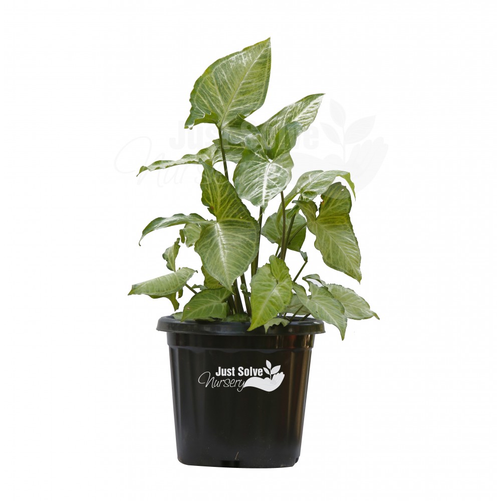 Syngonium podophyllum “White Butterfly” - Plant