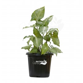 Syngonium podophyllum “White Butterfly” - Plant