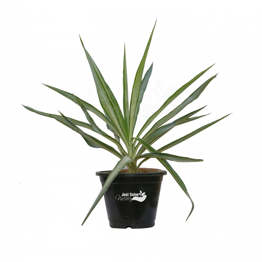 Yucca Plant