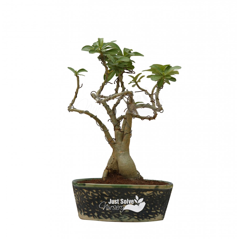 Adenium Plant Bonsai
