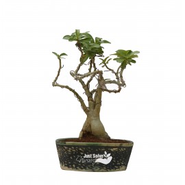 Adenium Plant Bonsai