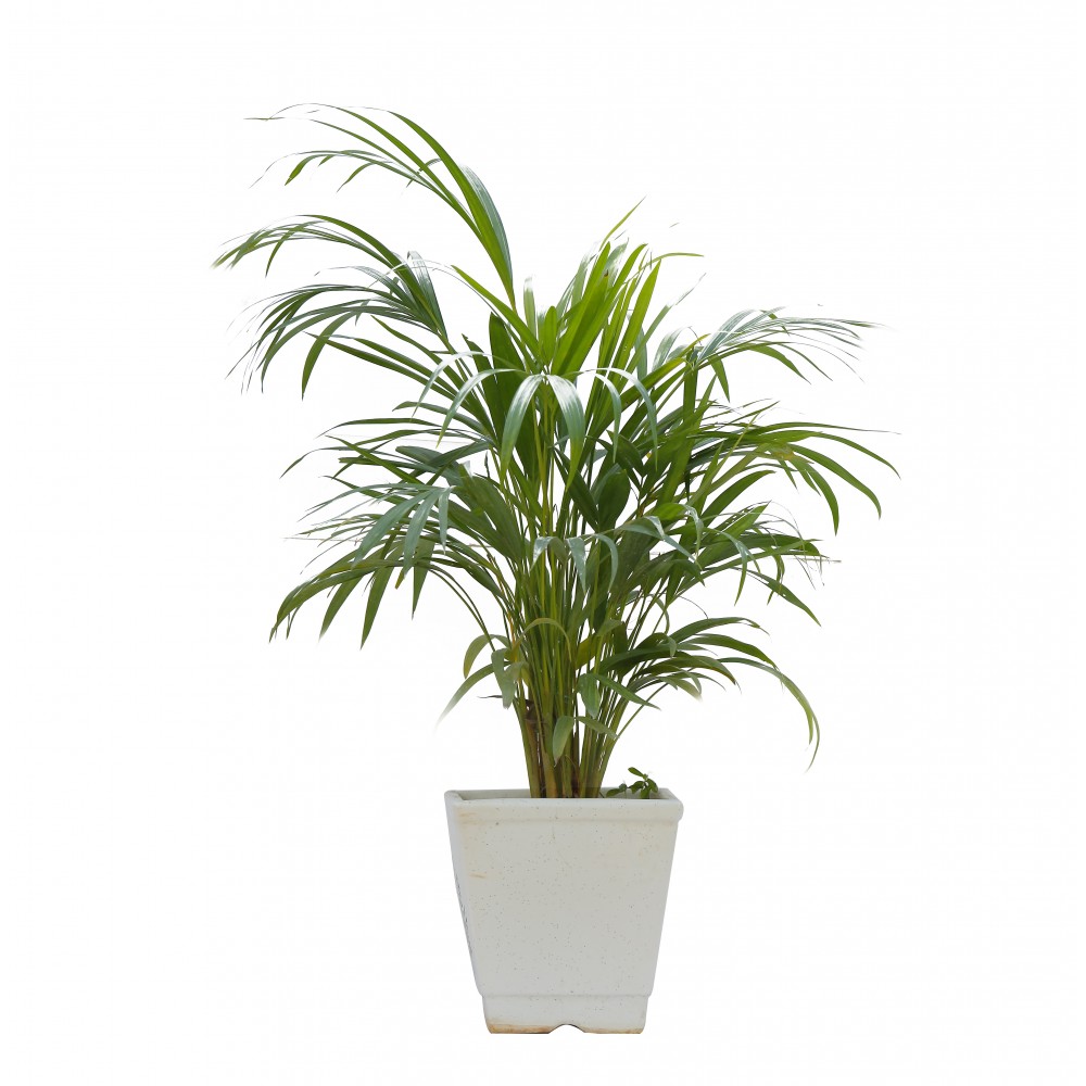 Areca Palm Plant