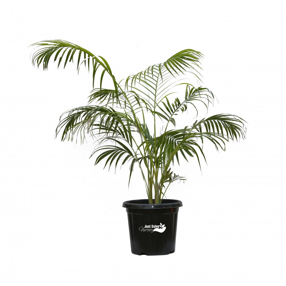 Areca Plant