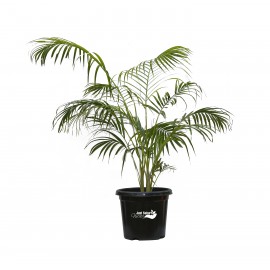 Areca Plant