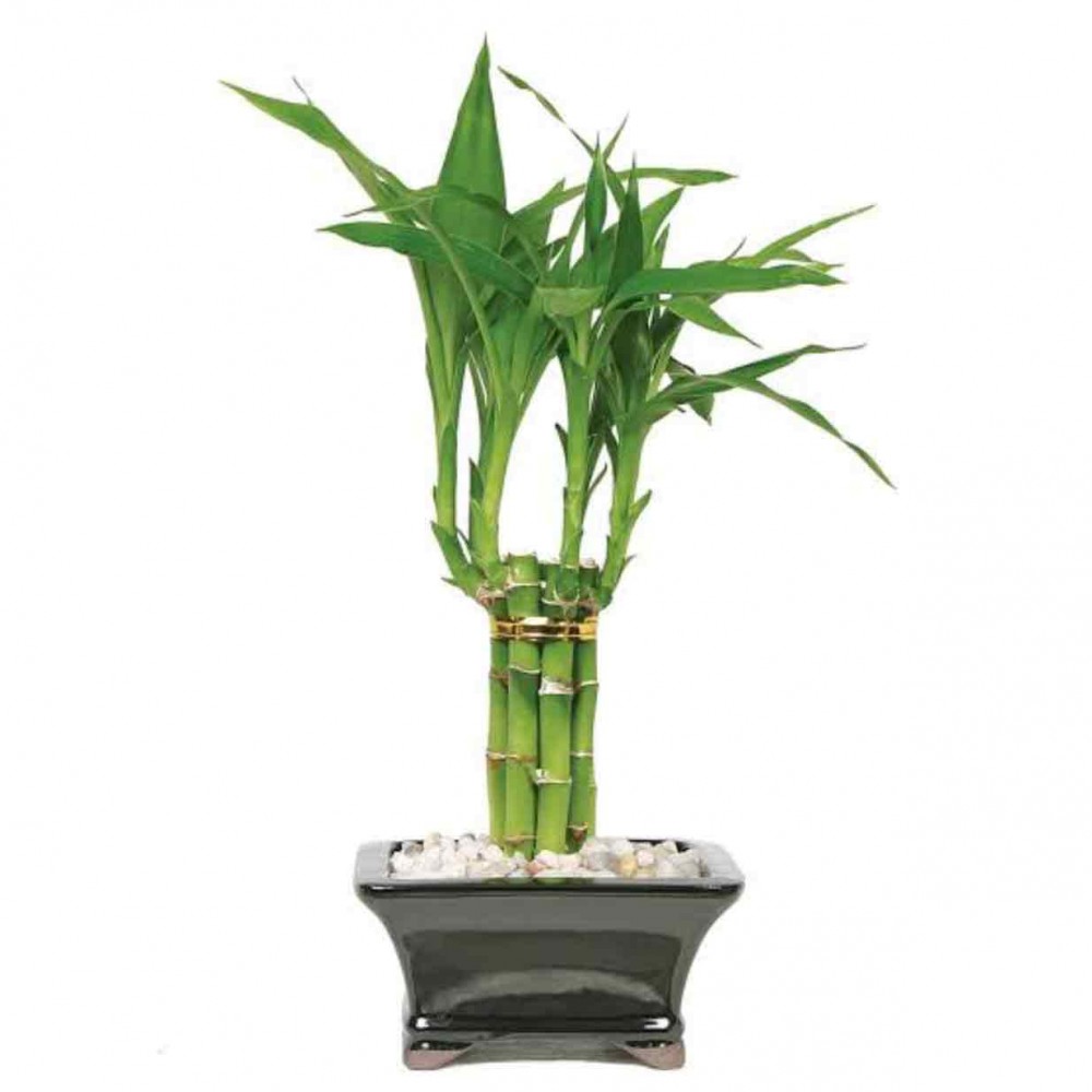 1 Layer Lucky Bamboo Plant