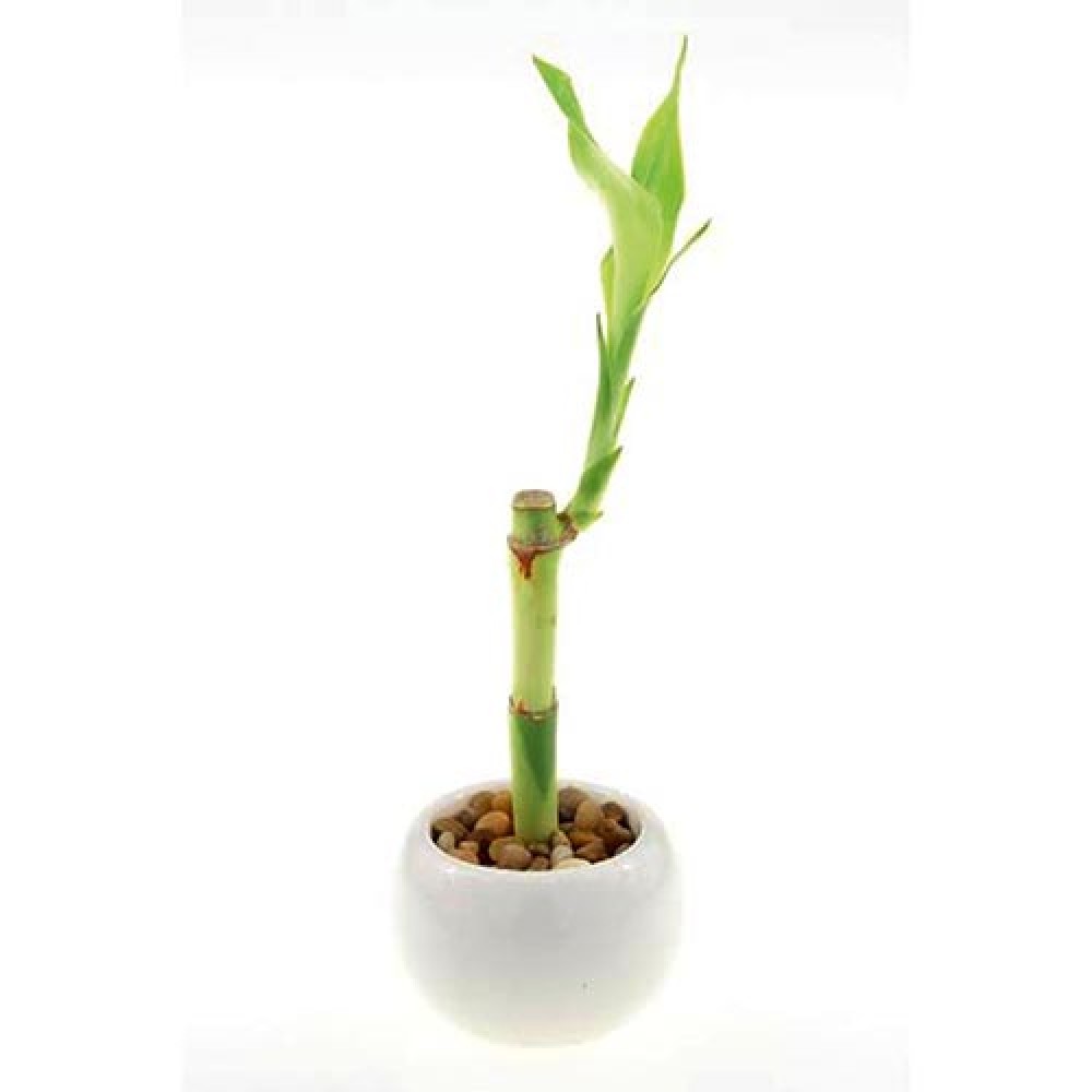 1 Lucky Bamboo Stalk 