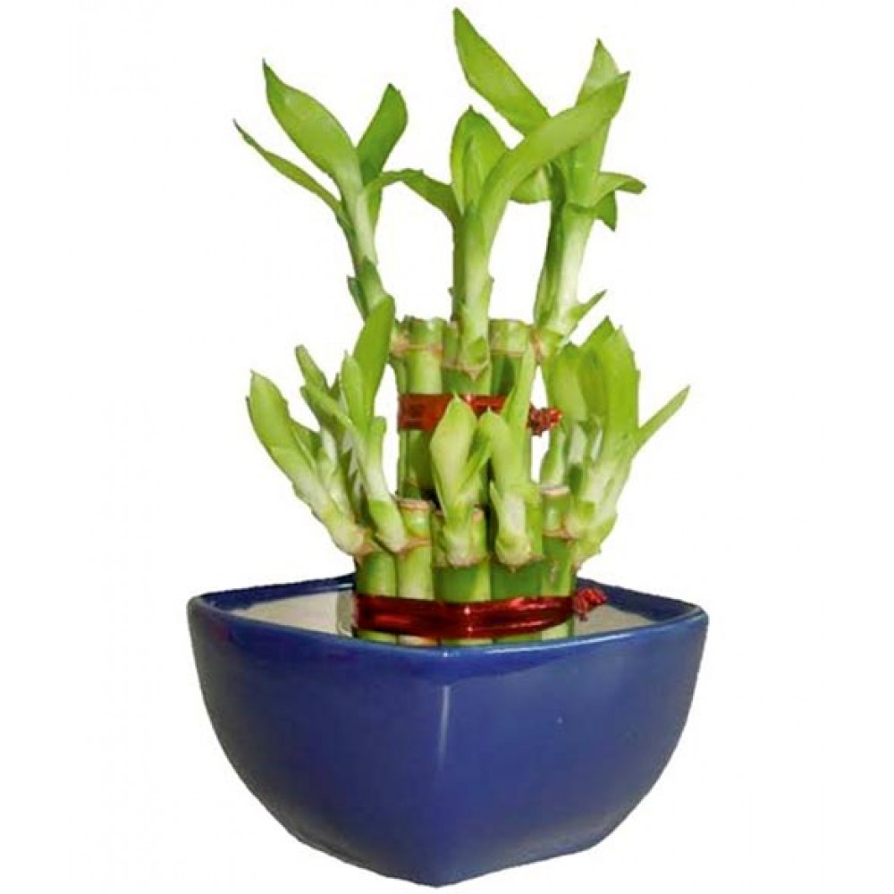 2 Layer Lucky Bamboo Plant