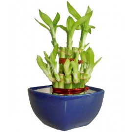 2 Layer Lucky Bamboo Plant