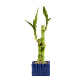 2 Lucky Bamboo Stalks 