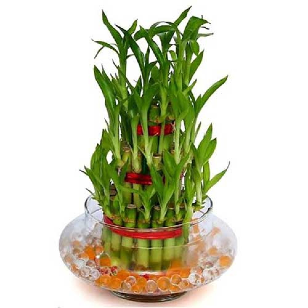 3 Layer Lucky Bamboo Plant 
