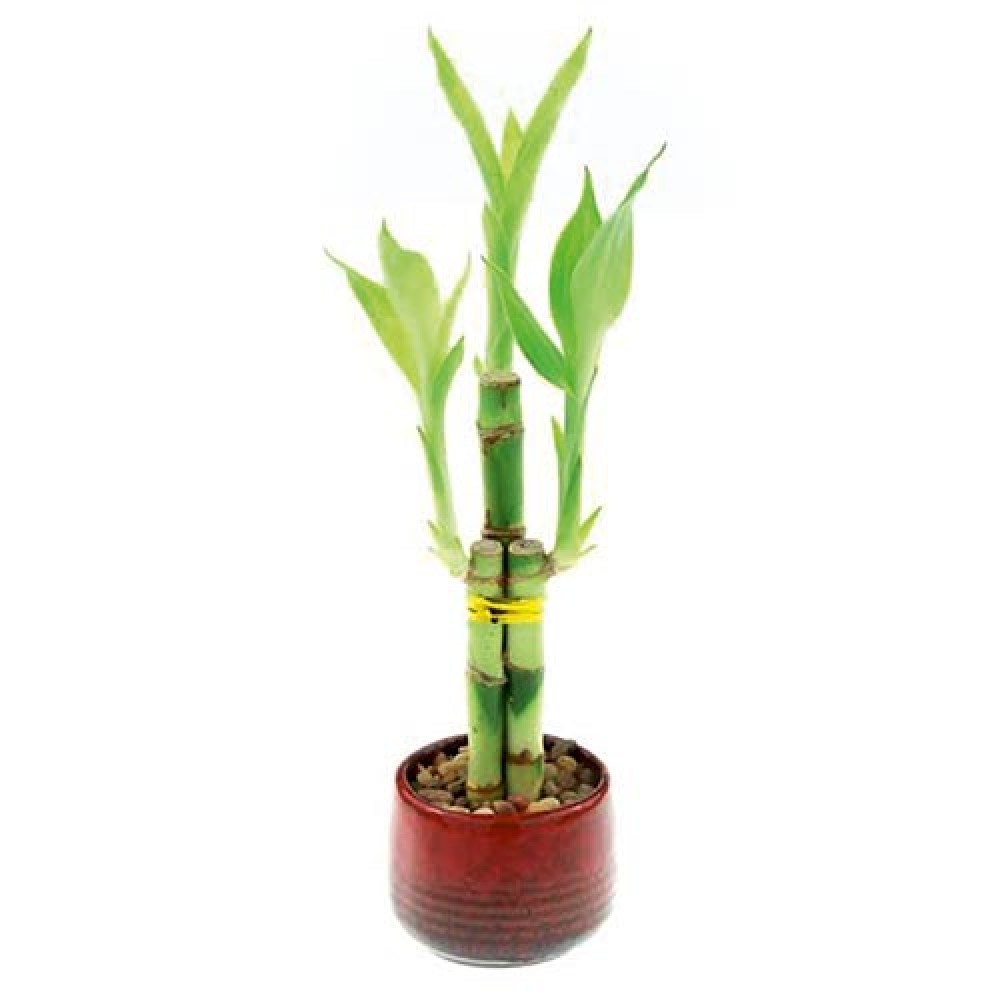 3  lucky bamboo Stalks