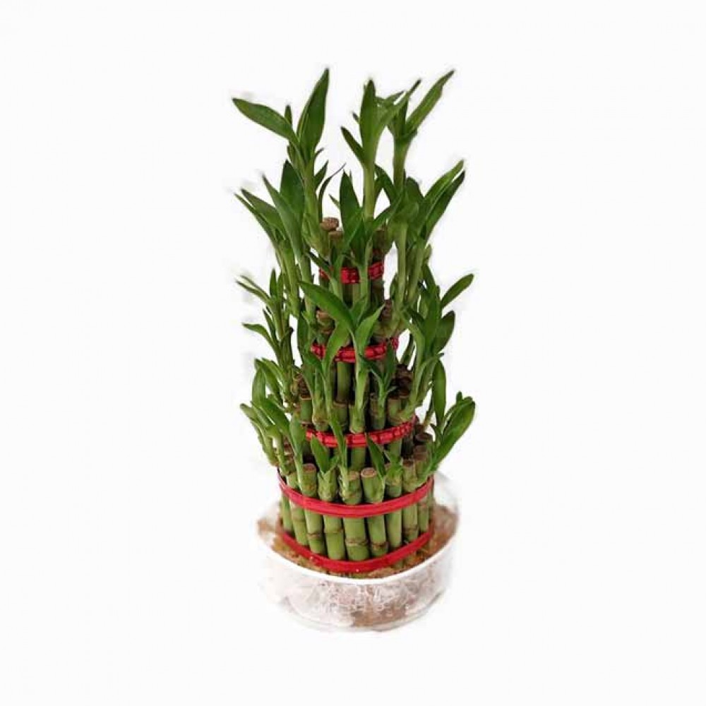 4 Layer Lucky Bamboo Plant 