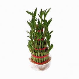 4 Layer Lucky Bamboo Plant 
