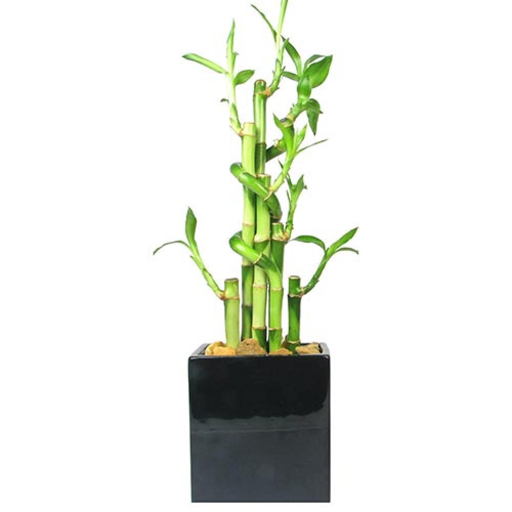 4 Lucky Bamboo Stalks