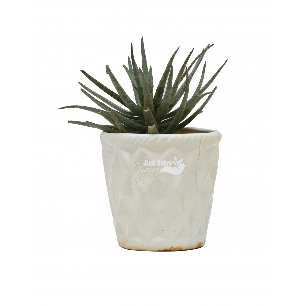 Black Aloe vera Plant