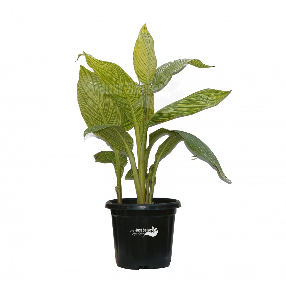 Canna (Orange Flower with Variegated Yellow Leaves ) - Plant