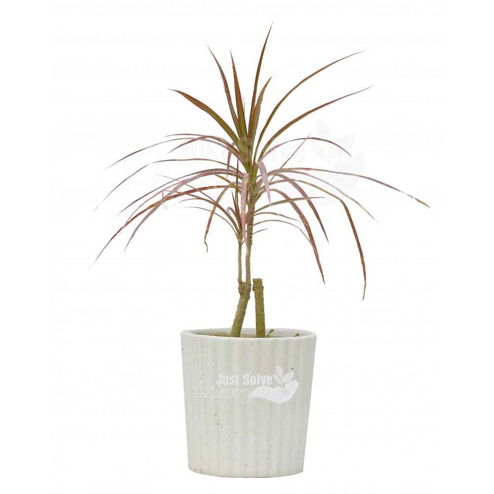 Dracaena Colorama Plant