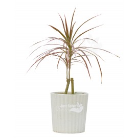 Dracaena Colorama Plant