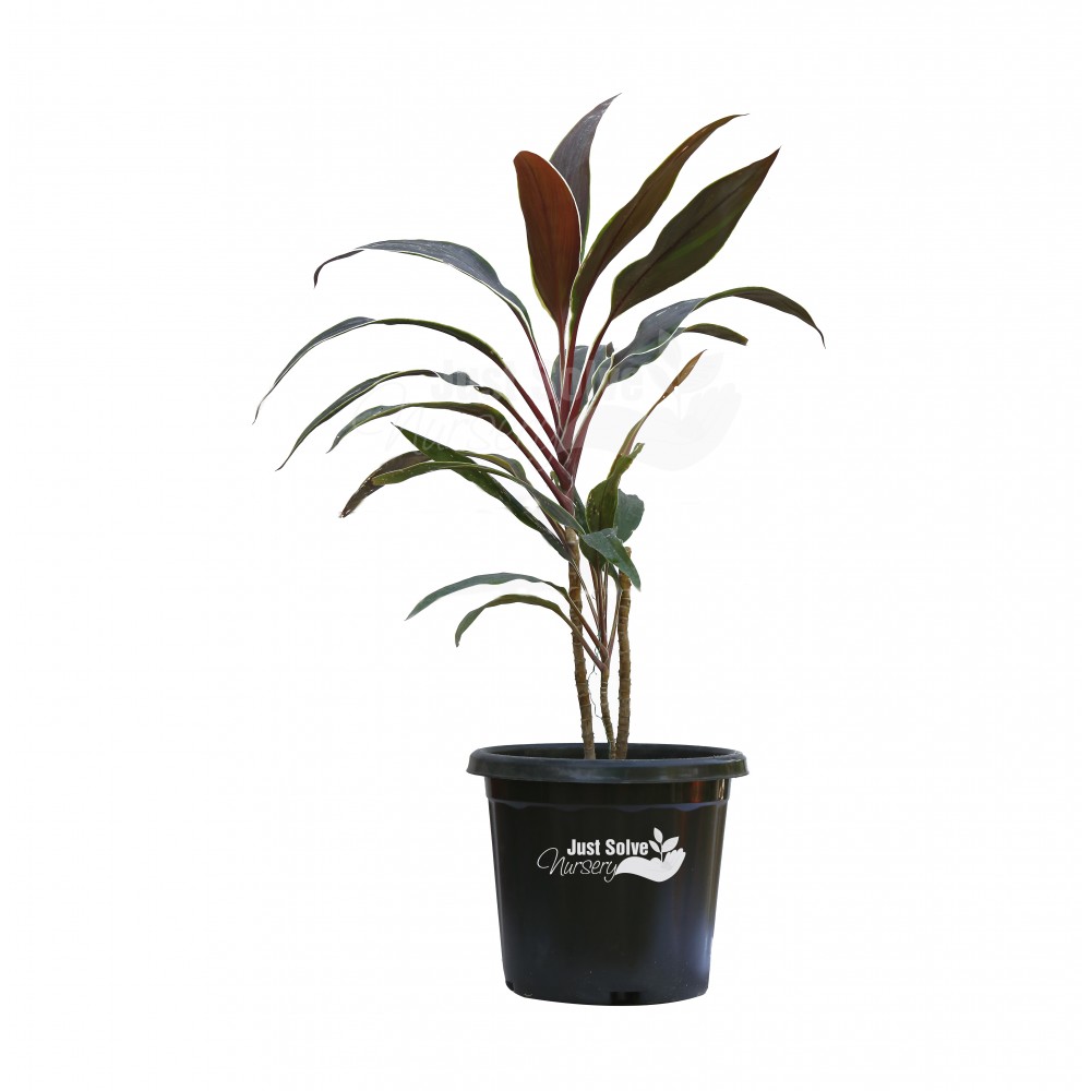 Dracaena Mahatma, Cordyline Terminalis Mahatma 