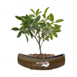 Ficus Iceland Plant  with Brown Pot