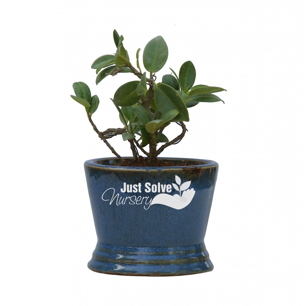 Ficus Iceland Plant  with Blue Pot