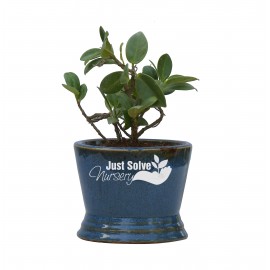 Ficus Iceland Plant  with Blue Pot