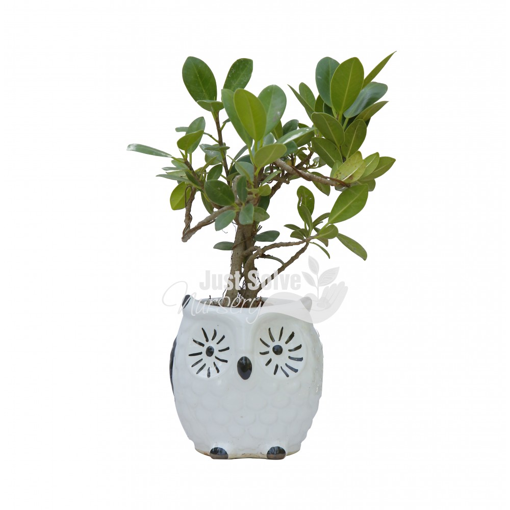Ficus Iceland Plant  - White Pot