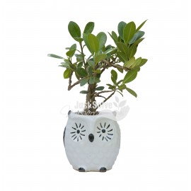Ficus Iceland Plant  - White Pot
