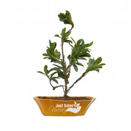 Ficus Iceland Plant with Attractive Pot