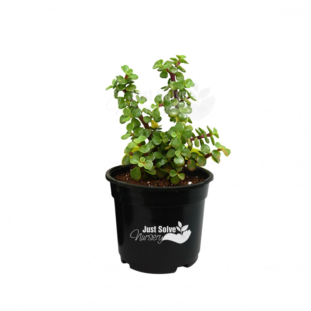 Jade plant (Green, Small)