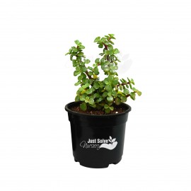 Jade plant (Green, Small)