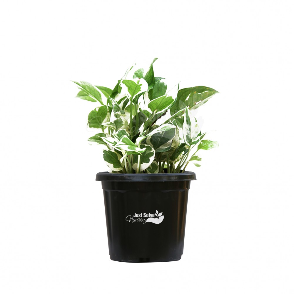 Money Plant - Marble