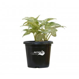 Money Plant - Variegated