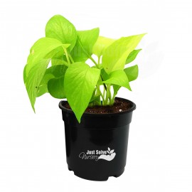 Money Plant - Golden