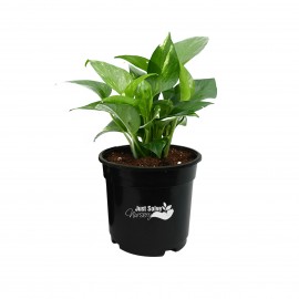 Money Plant - Scindapsus