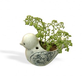 Bird Plant