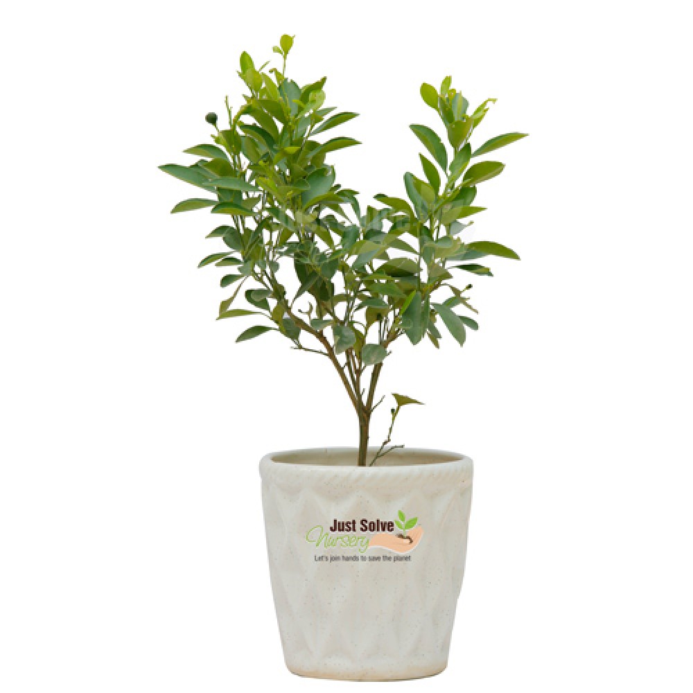 China Orange Plant