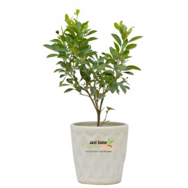 China Orange Plant