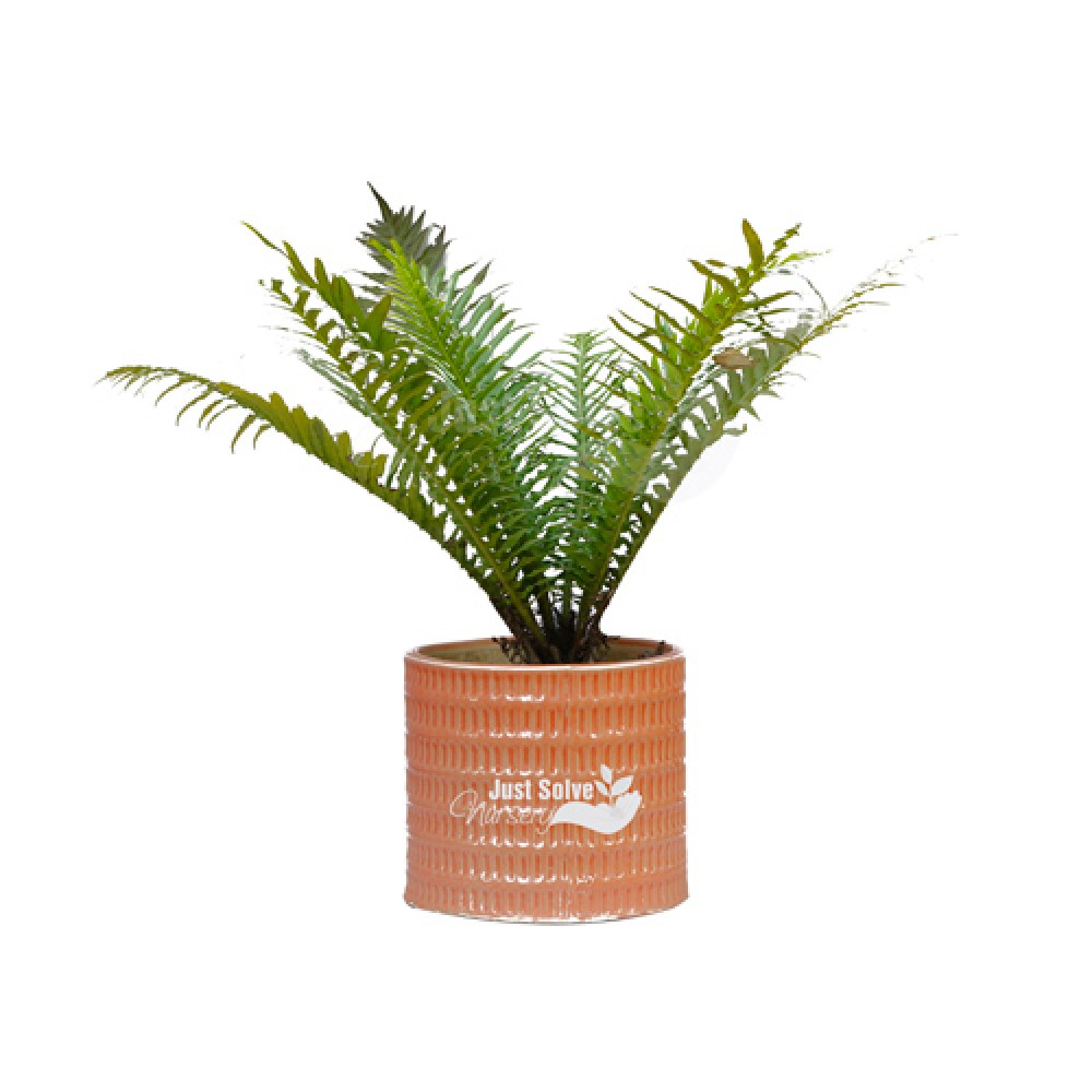 Fern Plant