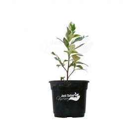Ficus Safari Plant