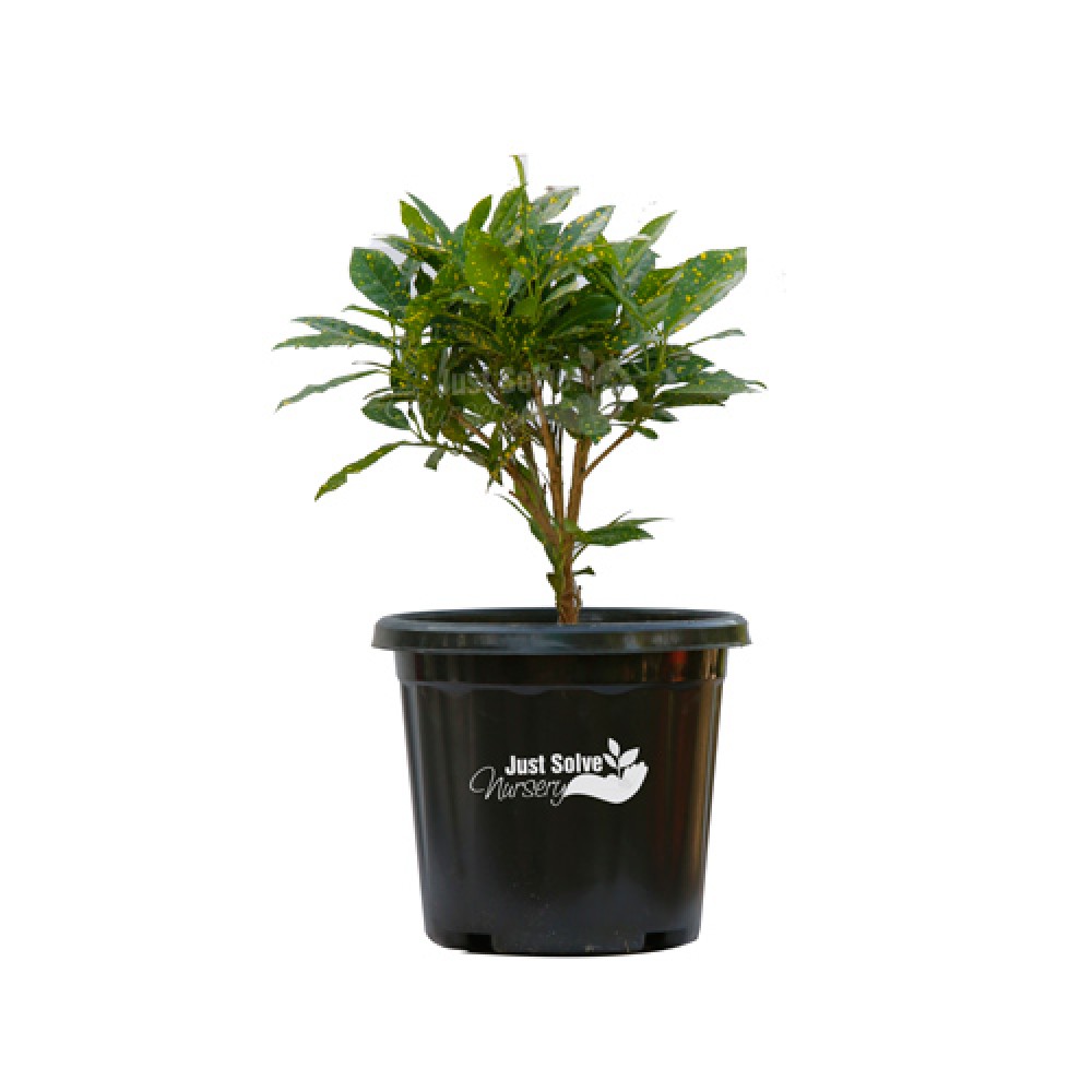 Gold Dust Croton Plant