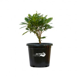 Gold Dust Croton Plant