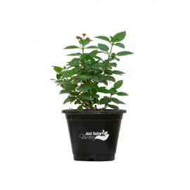 lantana plant