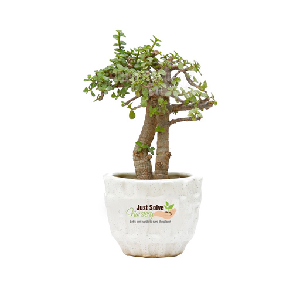 Jade Plant 2