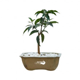 Mango Plant
