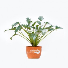 Philodendron xanadu