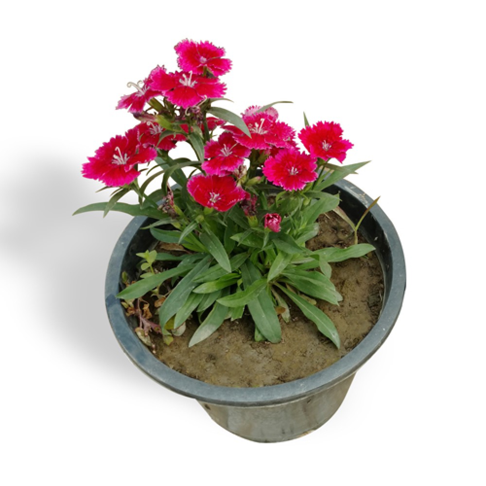 Dianthus Plant