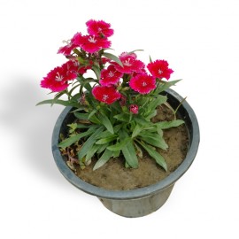 Dianthus Plant