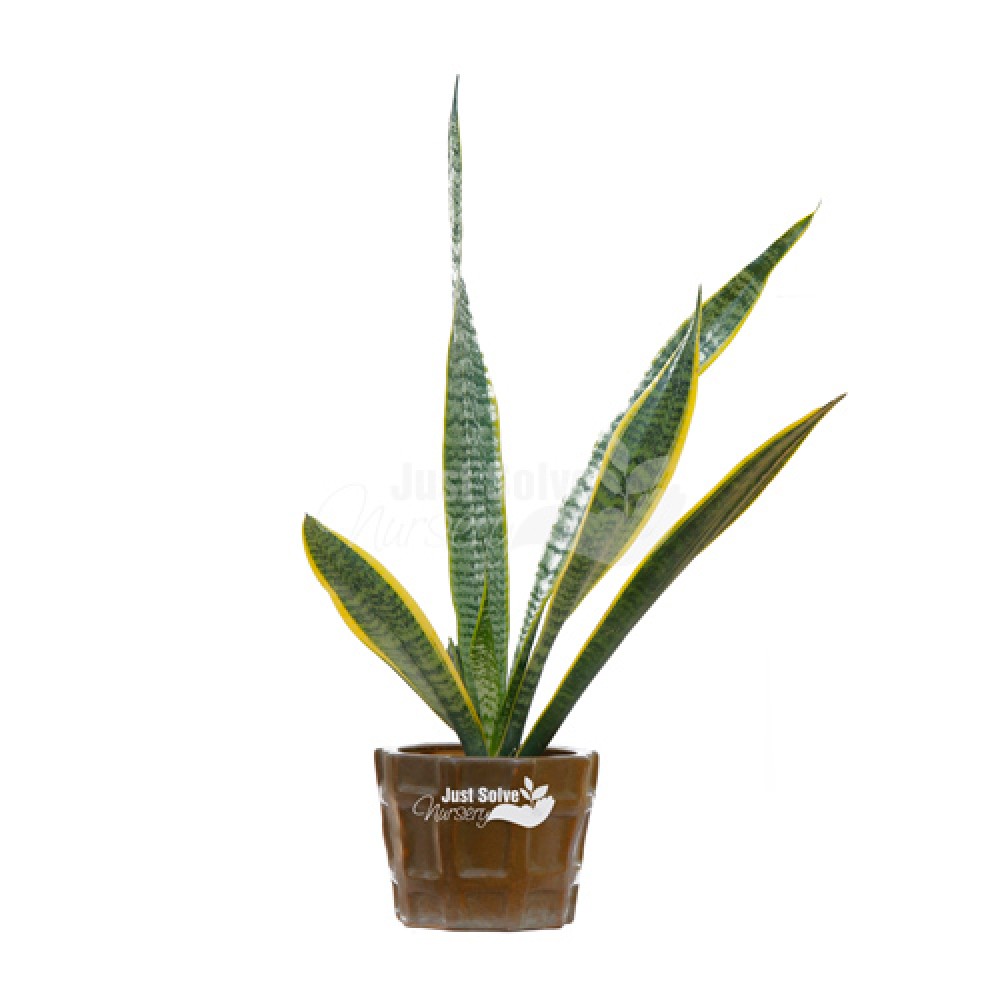 Snake Plant